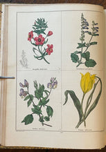 THE BOTANIC GARDEN - Maund, 1st 1835 (Vol VI) - COLORED FLORAL BOTANICAL PLATES