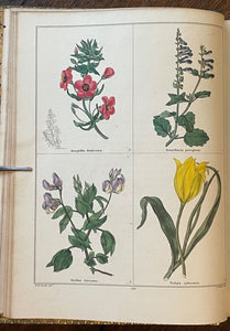 THE BOTANIC GARDEN - Maund, 1st 1835 (Vol VI) - COLORED FLORAL BOTANICAL PLATES