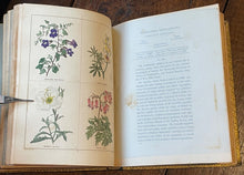 THE BOTANIC GARDEN - Maund, 1st 1831 (Vol IV) - COLORED FLORAL BOTANICAL PLATES