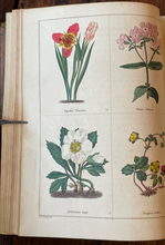 THE BOTANIC GARDEN - Maund, 1st 1826 (Vol I) - COLORED FLORAL BOTANICAL PLATES