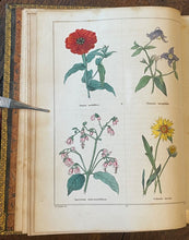 THE BOTANIC GARDEN - Maund, 1st 1826 (Vol II) - COLORED FLORAL BOTANICAL PLATES