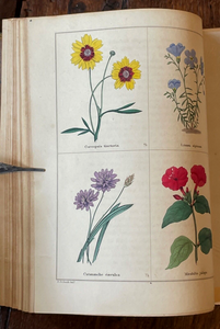 THE BOTANIC GARDEN - Maund, 1st 1826 (Vol I) - COLORED FLORAL BOTANICAL PLATES