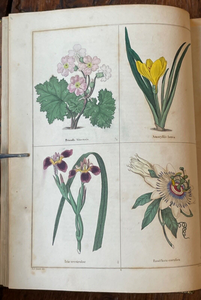 THE BOTANIC GARDEN - Maund, 1st 1826 (Vol I) - COLORED FLORAL BOTANICAL PLATES