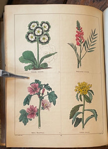 THE BOTANIC GARDEN - Maund, 1st 1831 (Vol IV) - COLORED FLORAL BOTANICAL PLATES