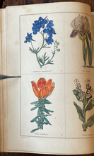 THE BOTANIC GARDEN - Maund, 1st 1826 (Vol I) - COLORED FLORAL BOTANICAL PLATES