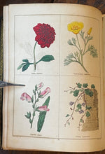 THE BOTANIC GARDEN - Maund, 1st 1831 (Vol IV) - COLORED FLORAL BOTANICAL PLATES