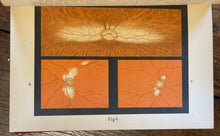 ATLAS OF OPHTHALMOSCOPY - Haab, 1st 1895 OPHTHALMOLOGY, MEDICAL, EYES, MALADIES