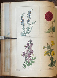 THE BOTANIC GARDEN - Maund, 1st 1831 (Vol IV) - COLORED FLORAL BOTANICAL PLATES