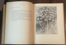 AN ARTIST'S HERBAL - Mansfield, 1st 1937 - BOTANICALS, FLORA, PLANTS, HERBAL