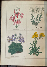 THE BOTANIC GARDEN - Maund, 1st 1826 (Vol I) - COLORED FLORAL BOTANICAL PLATES