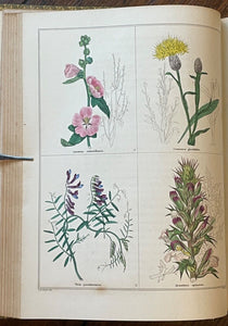 THE BOTANIC GARDEN - Maund, 1st 1835 (Vol VI) - COLORED FLORAL BOTANICAL PLATES