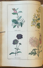 THE BOTANIC GARDEN - Maund, 1st 1826 (Vol II) - COLORED FLORAL BOTANICAL PLATES