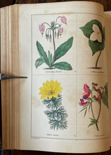 THE BOTANIC GARDEN - Maund, 1st 1826 (Vol I) - COLORED FLORAL BOTANICAL PLATES