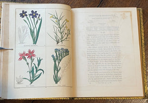 THE BOTANIC GARDEN - Maund, 1st 1835 (Vol VI) - COLORED FLORAL BOTANICAL PLATES