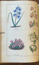 THE BOTANIC GARDEN - Maund, 1st 1826 (Vol II) - COLORED FLORAL BOTANICAL PLATES