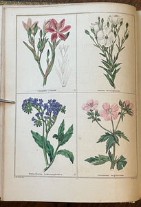 THE BOTANIC GARDEN - Maund, 1st 1835 (Vol VI) - COLORED FLORAL BOTANICAL PLATES