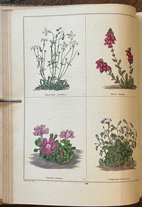 THE BOTANIC GARDEN - Maund, 1st 1835 (Vol VI) - COLORED FLORAL BOTANICAL PLATES