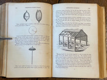 THE FLOWER GARDEN, 1839 - VICTORIAN BOTANICAL, FLORAL, HERBAL, DESIGN, GARDENING