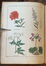 THE BOTANIC GARDEN - Maund, 1st 1831 (Vol IV) - COLORED FLORAL BOTANICAL PLATES