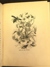 FLOWER PICTURES - Polko, 1st Ed 1861 ILLUSTRATED FLOWER PLANT FLORAL MEANINGS