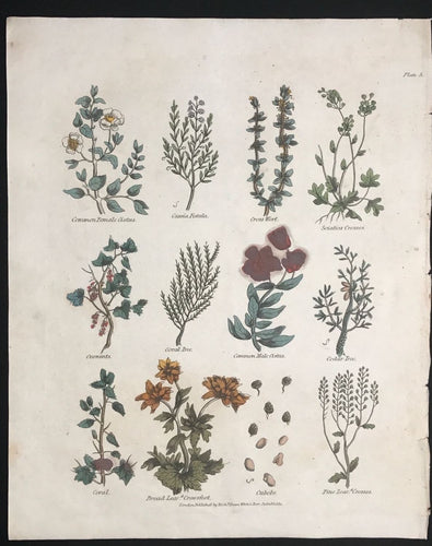 1814 ~ Complete Herbal Nicholas Culpeper Hand-Colored Herb Botanical Engraving