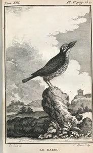 HISTOIRE NATURELLE DES OISEAUX - BUFFON, 1st 1780 BIRDS NATURAL HISTORY PLATES
