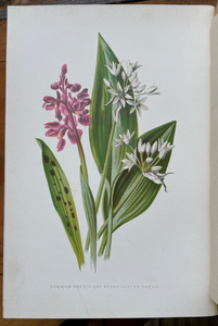 FAMILIAR WILD FLOWERS - Hulme, Ca 1890, 3 Vols - 90 Floral Colored Plates BOTANY