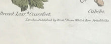1814 ~ Complete Herbal Nicholas Culpeper Hand-Colored Herb Botanical Engraving