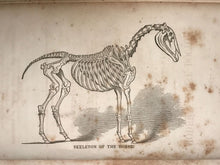 1854 ~ THE MODERN HORSE DOCTOR by DR. GEORGE DADD, 1st / 1st ILLUSTRATED