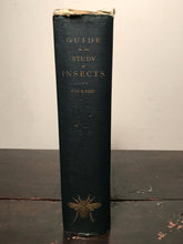 GUIDE TO THE STUDY OF INSECTS, Dr. A.S. Packard 1883, NATURAL HISTORY ENGRAVINGS