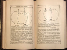 RARE 1865-67 Illustrated Annual Register of Rural Affairs, Vol I, 440 Engravings