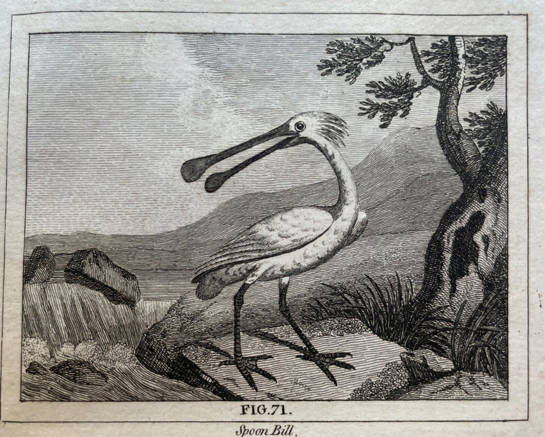 NATURAL HISTORY OF BIRDS, Etc - Le Bufon, 1798, Vol 2 - 10 BIRD ENGRAVED PLATES