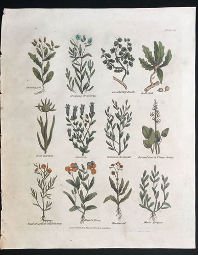 1814 ~ Complete Herbal Nicholas Culpeper Hand-Colored Herb Botanical Engraving