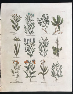 1814 ~ Complete Herbal Nicholas Culpeper Hand-Colored Herb Botanical Engraving