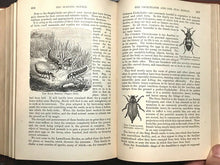 POPULAR NATURAL HISTORY - Wood, 1st Ed 1885 - 500 ILLUSTRATIONS ANIMALS FAUNA