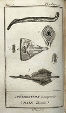1799 HISTOIRE NATURELLE - Lacepede, Vol. I NATURAL HISTORY ENGRAVED PLATES FISH