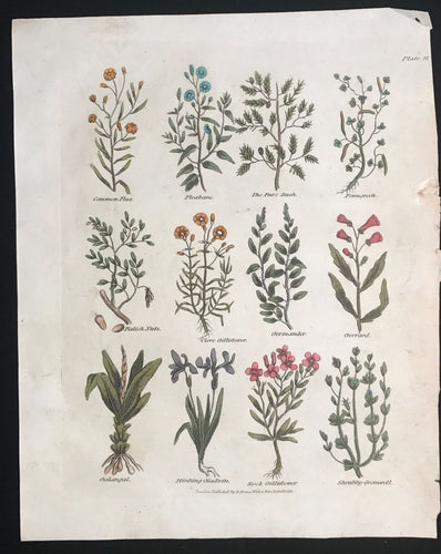 1814 ~ Complete Herbal Nicholas Culpeper Hand-Colored Herb Botanical Engraving