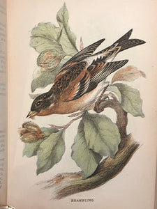 1894 ALLEN'S NATURALIST'S LIBRARY: BRITISH BIRDS 2 V. 64 Hand Colored Engravings