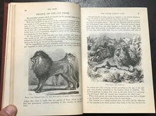 POPULAR NATURAL HISTORY - Wood, 1st Ed 1885 - 500 ILLUSTRATIONS ANIMALS FAUNA