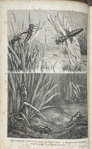 THE INSECT WORLD - Figuier, 1869 - 576 ILLUSTRATIONS - ANATOMY BEHAVIOR INSECTS