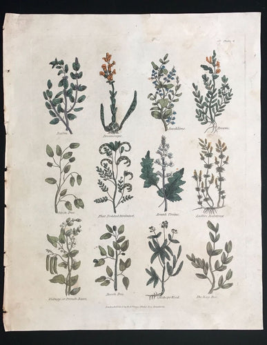 1814 ~ Complete Herbal Nicholas Culpeper Hand-Colored Herb Botanical Engraving