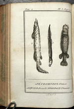 1799 HISTOIRE NATURELLE - Lacepede, Vol. I NATURAL HISTORY ENGRAVED PLATES FISH