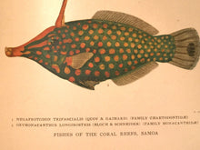 FISHES, David S. Jordan 1st Ed 1925 w/ 18 RARE Colored Plates, 673 Illustrations