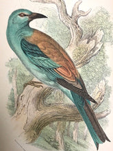 1894 ALLEN'S NATURALIST'S LIBRARY: BRITISH BIRDS 2 V. 64 Hand Colored Engravings