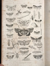 GUIDE TO THE STUDY OF INSECTS, Dr. A.S. Packard 1883, NATURAL HISTORY ENGRAVINGS