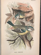 1894 ALLEN'S NATURALIST'S LIBRARY: BRITISH BIRDS 2 V. 64 Hand Colored Engravings