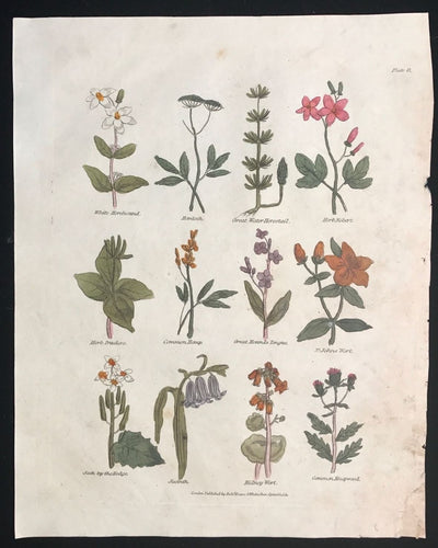 1814 ~ Complete Herbal Nicholas Culpeper Hand-Colored Herb Botanical Engraving