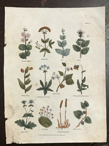 1814 COMPLETE HERBAL - Nicholas Culpeper Herb Plant Botanical Engraving Plate