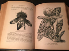 ORCHID GROWER'S MANUAL, B. Williams, 1894 — RARE BOTANICAL HERBALS, Illustrated