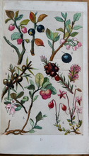OUR WOODLANDS, HEATHS & HEDGES - Coleman, 1st 1859 - FLORA SHRUBS TREES INSECTS